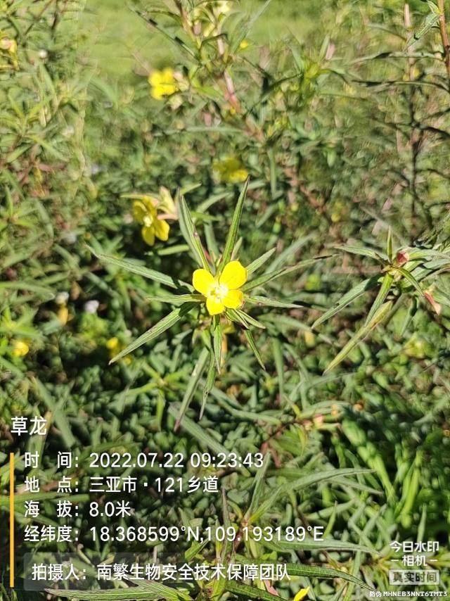 草龙