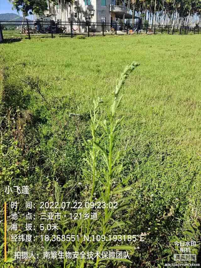 小飞蓬