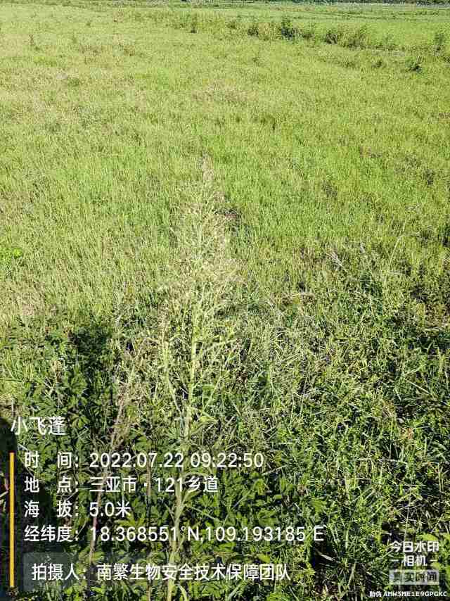 小飞蓬