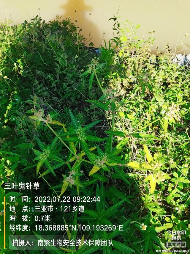 三叶鬼针草