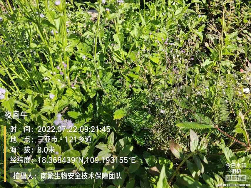 夜香牛
