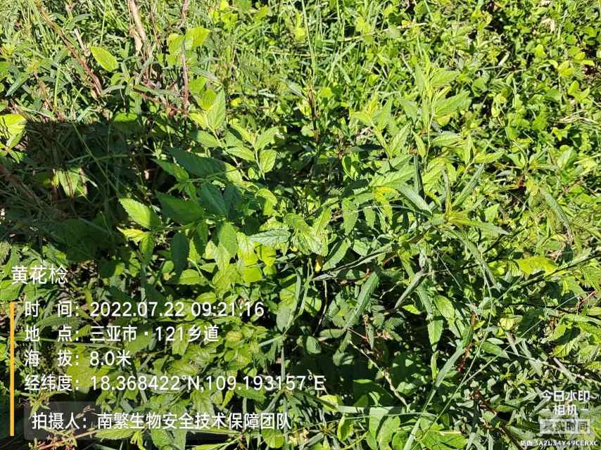 黄花棯