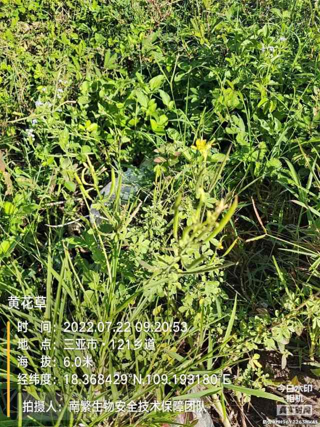 黄花草