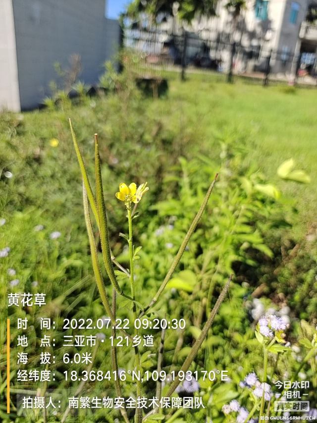 黄花草