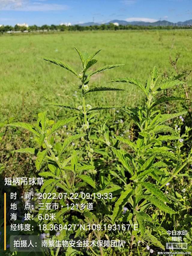 短柄吊球草