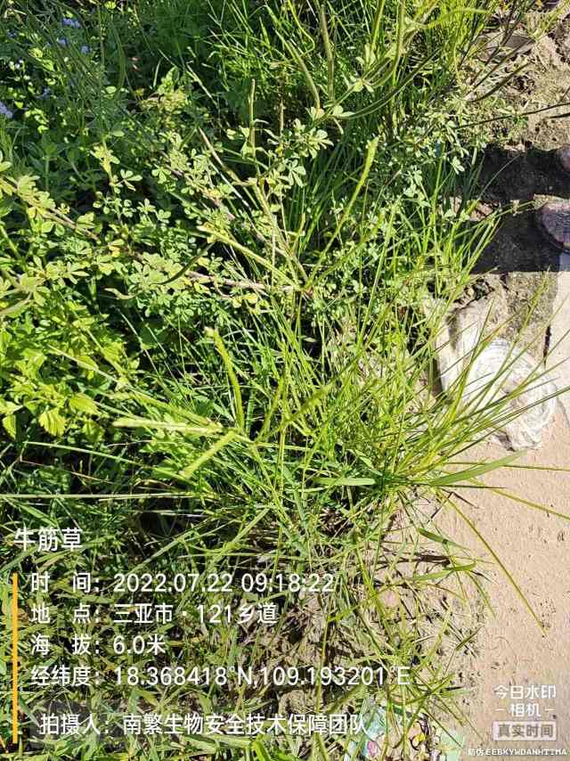 牛筋草