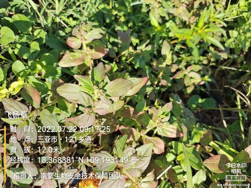 飞扬草