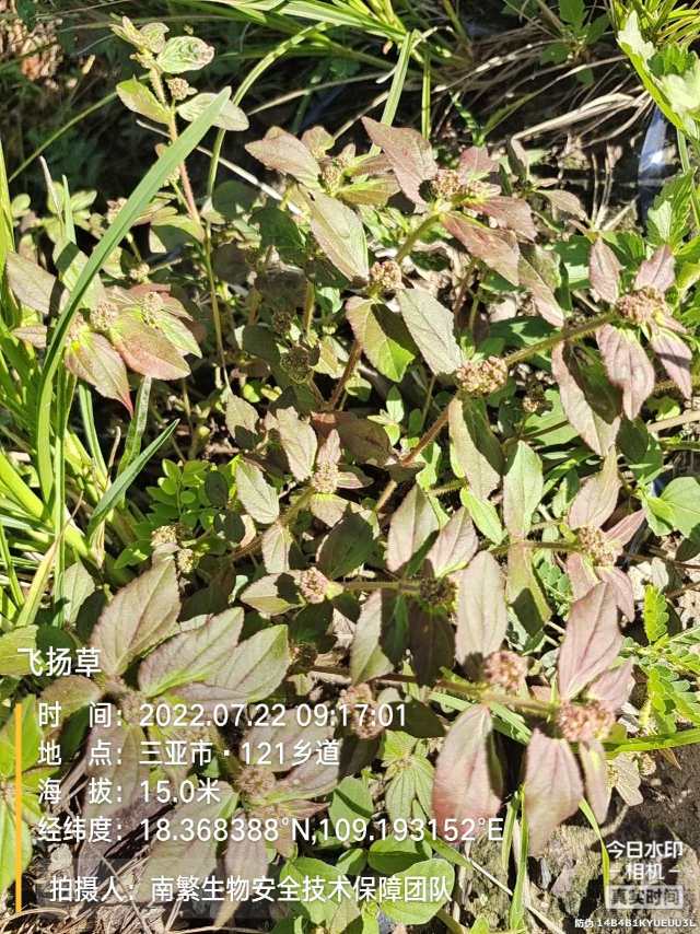 飞扬草