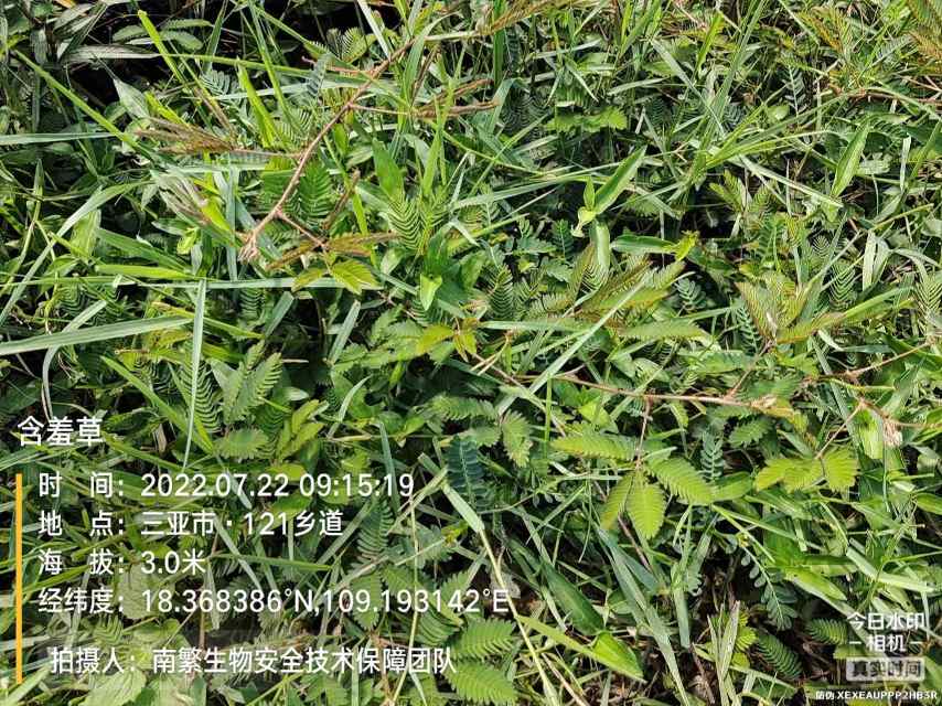 含羞草