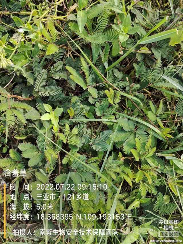 含羞草