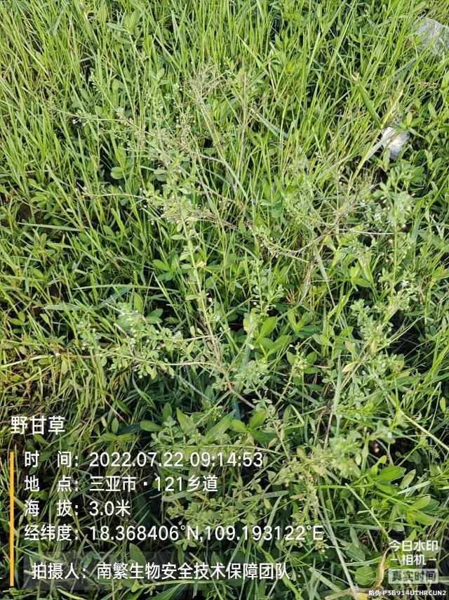 野甘草
