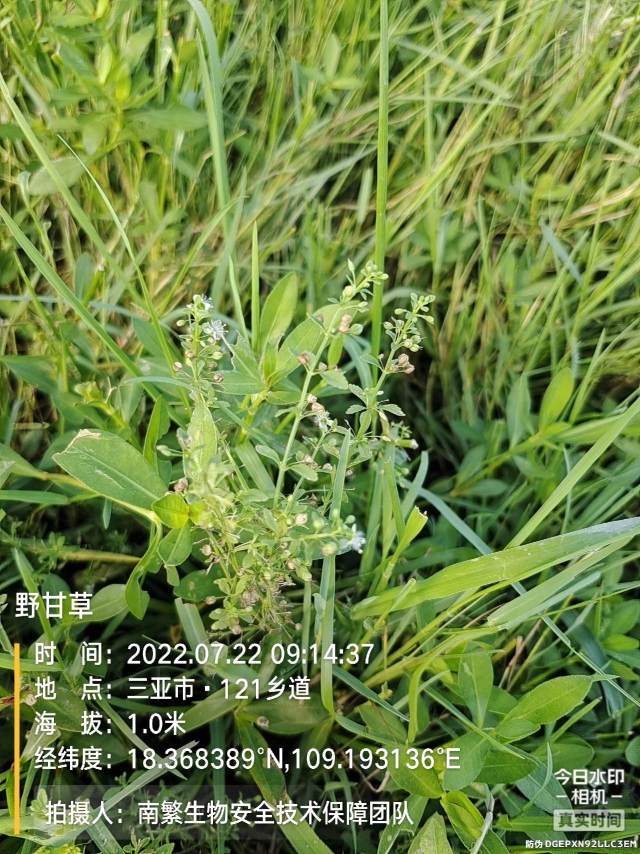 野甘草