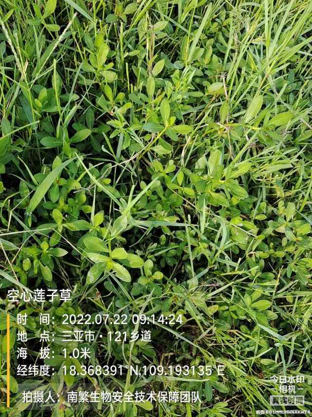 空心莲子草