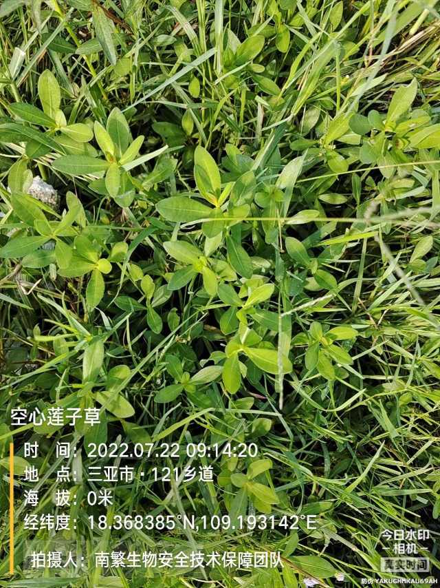 空心莲子草