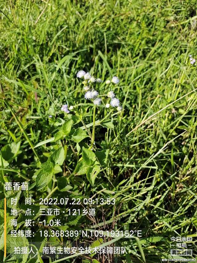 藿香蓟