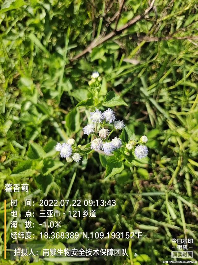 藿香蓟
