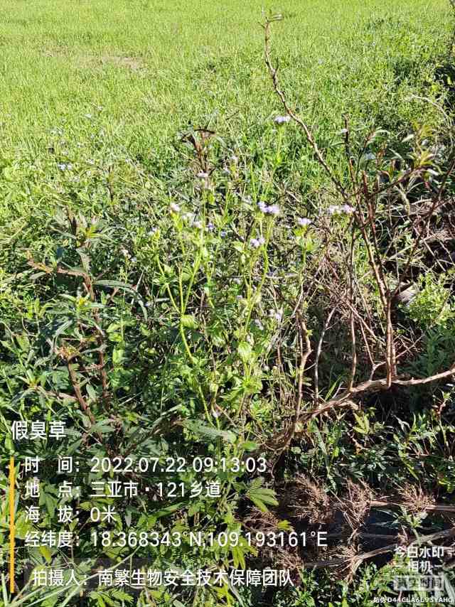 假臭草