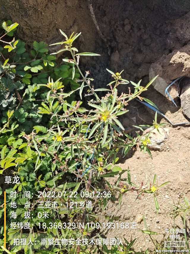 草龙
