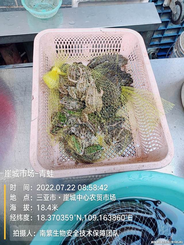 崖城市场-青蛙