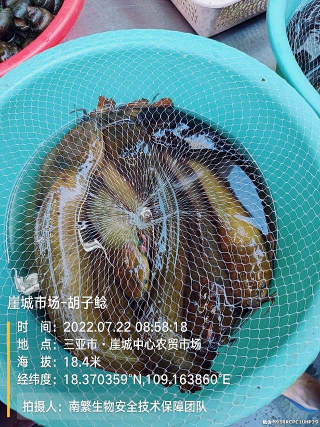 崖城市场-胡子鲶
