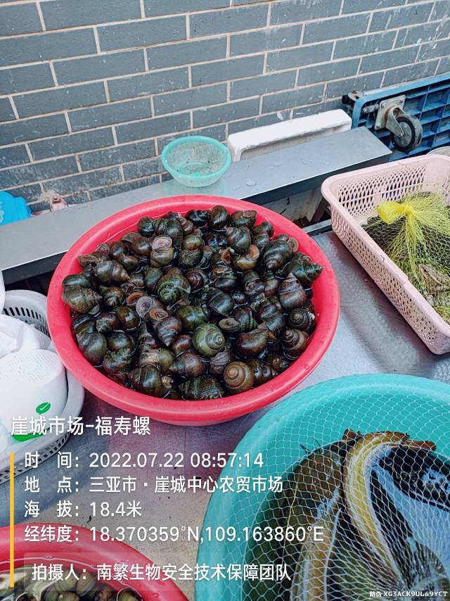 崖城市场-福寿螺