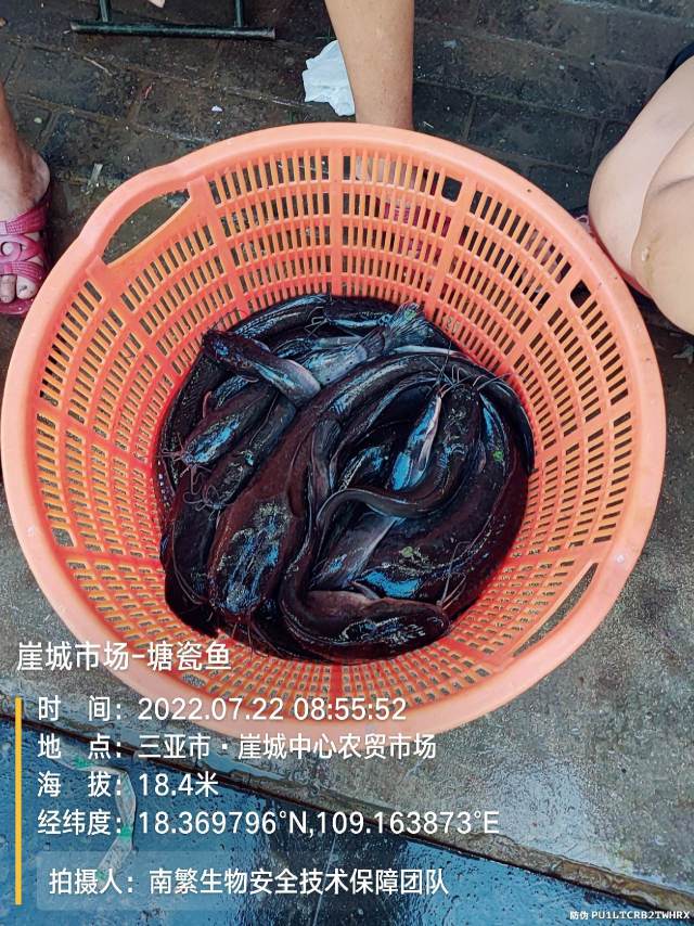 崖城市场-塘瓷鱼