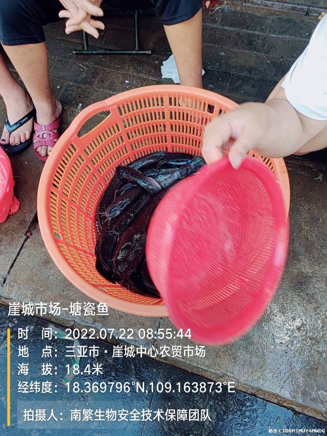 崖城市场-塘瓷鱼