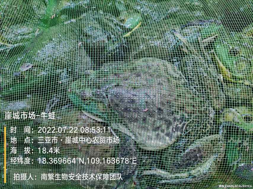 崖城市场-牛蛙