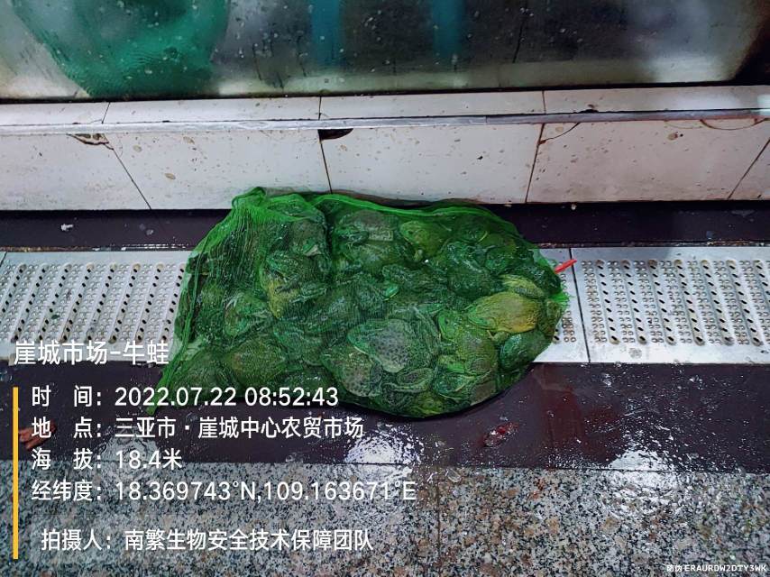 崖城市场-牛蛙