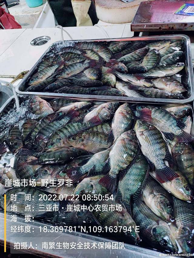 崖城市场-野生罗非