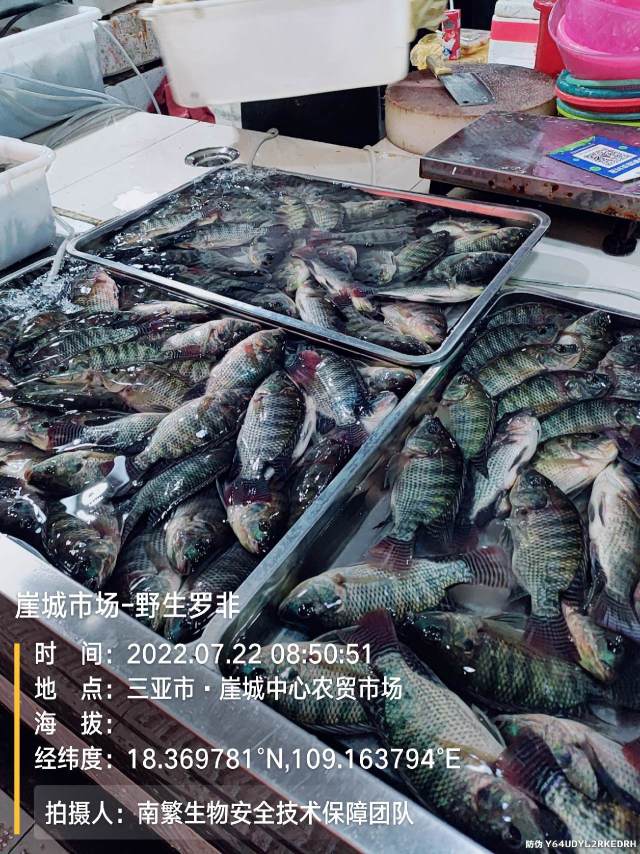 崖城市场-野生罗非