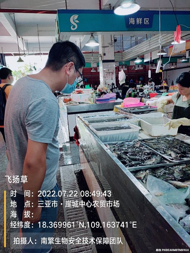 飞扬草