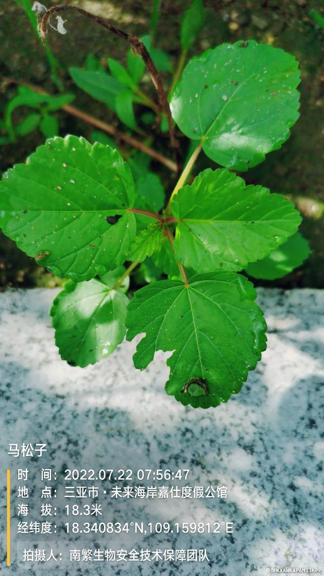 马松子