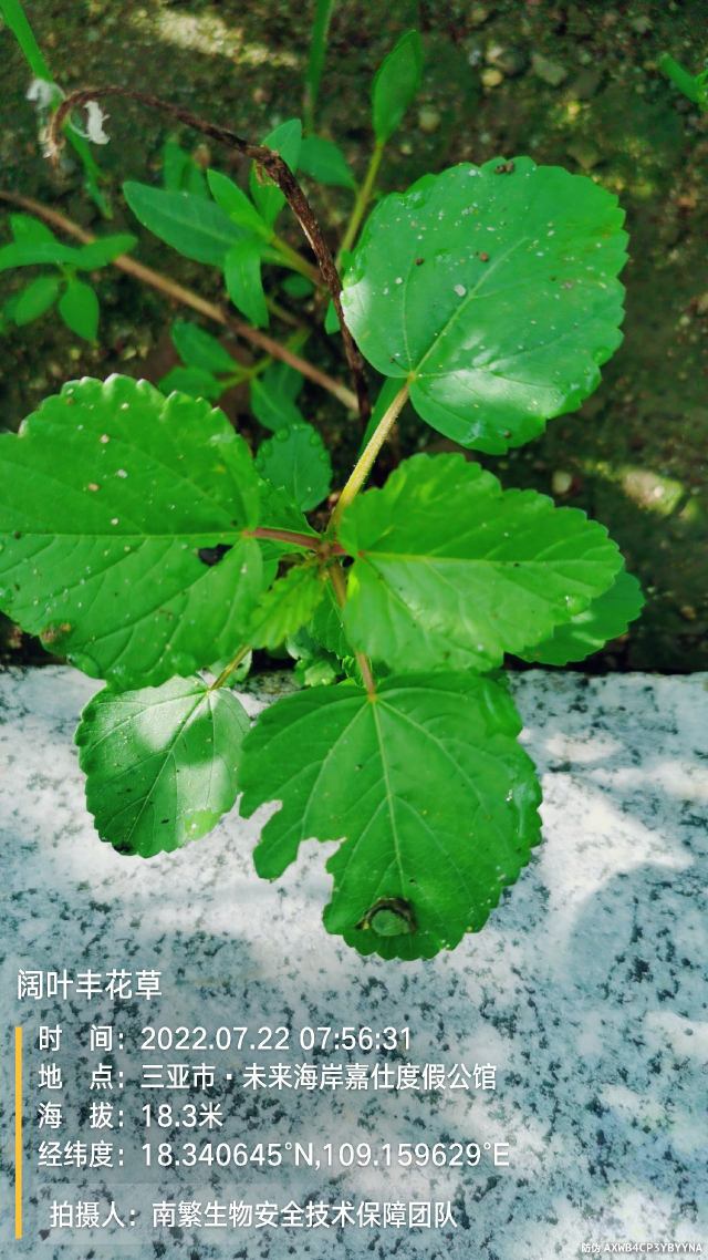 阔叶丰花草