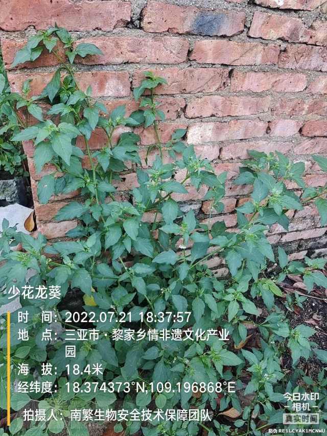 少花龙葵