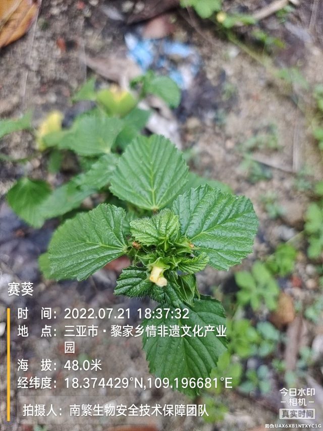 赛葵