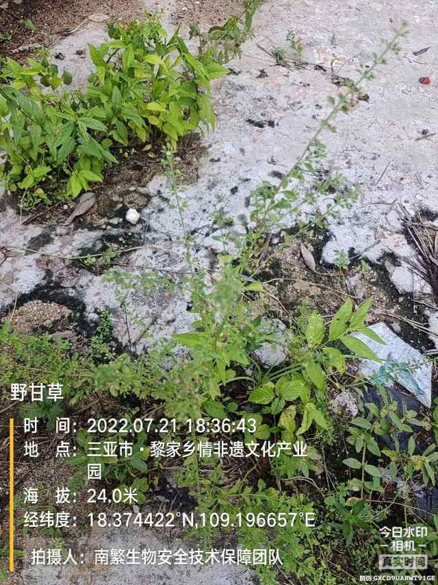 野甘草