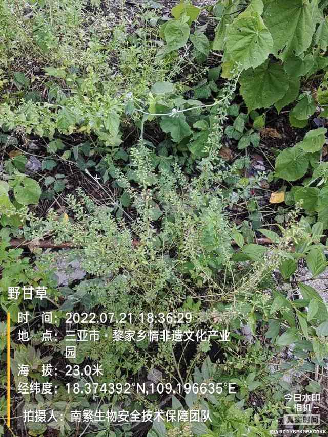 野甘草