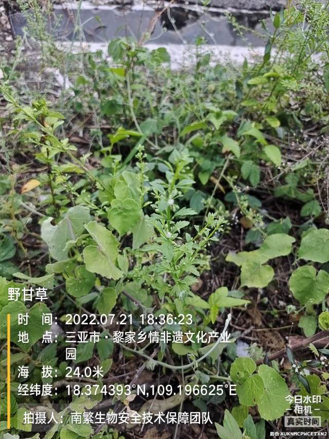 野甘草