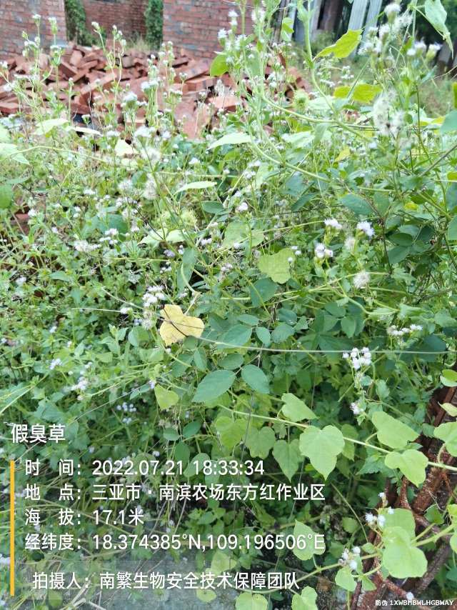 假臭草