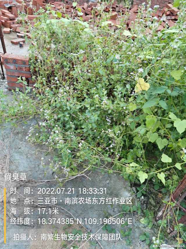 假臭草