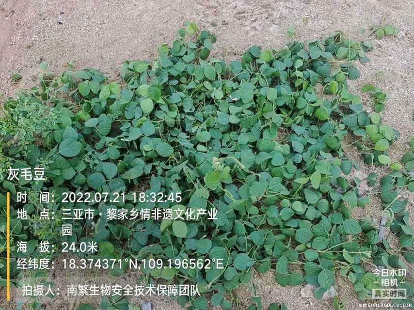 灰毛豆