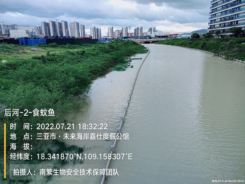 后河-2-食蚊鱼