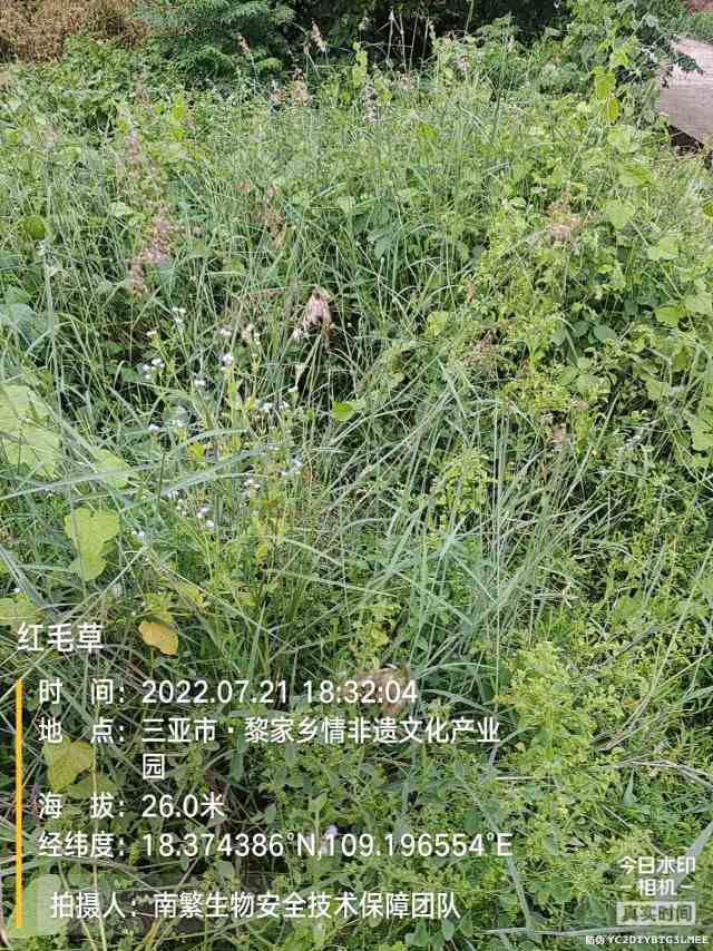 红毛草