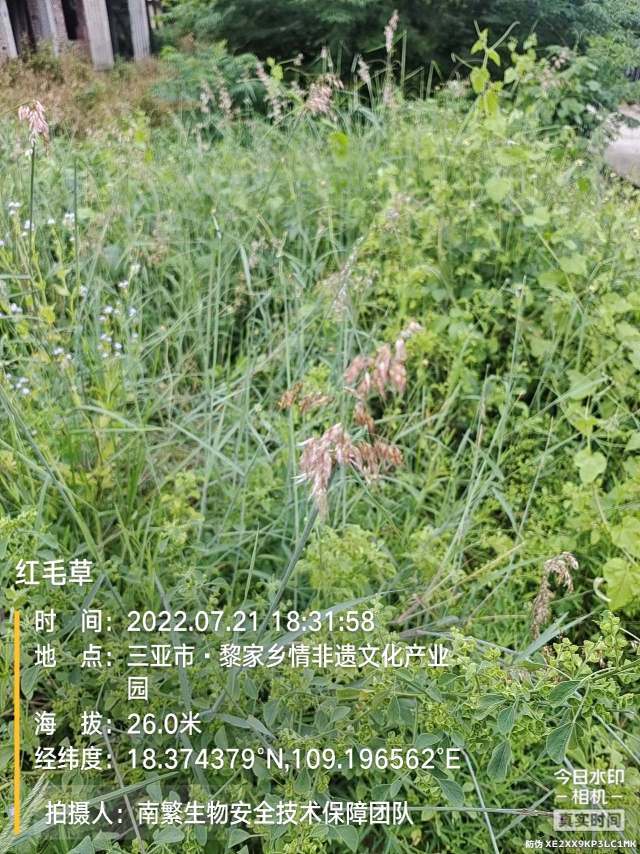 红毛草
