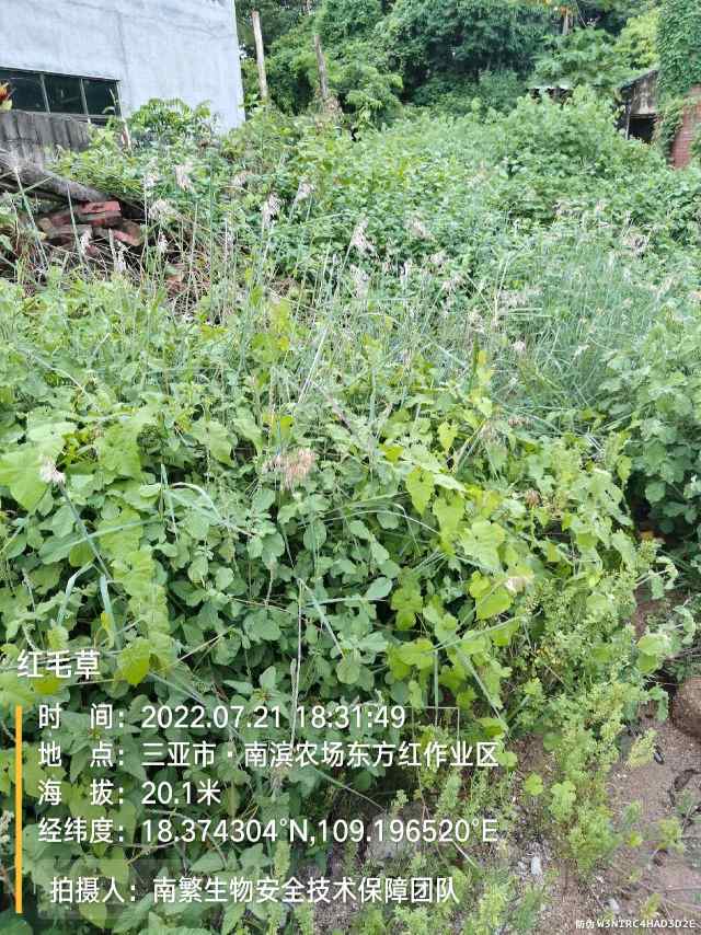红毛草