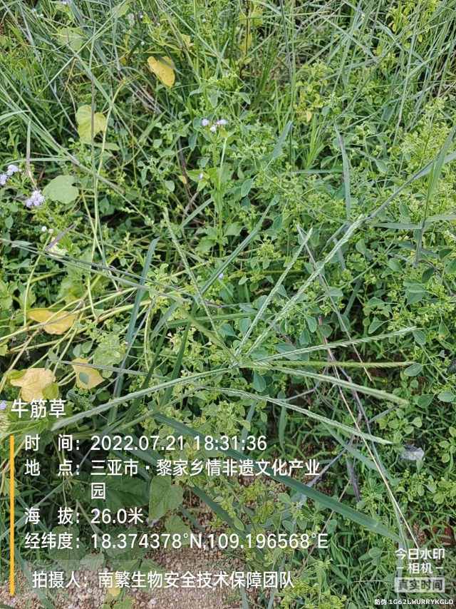 牛筋草