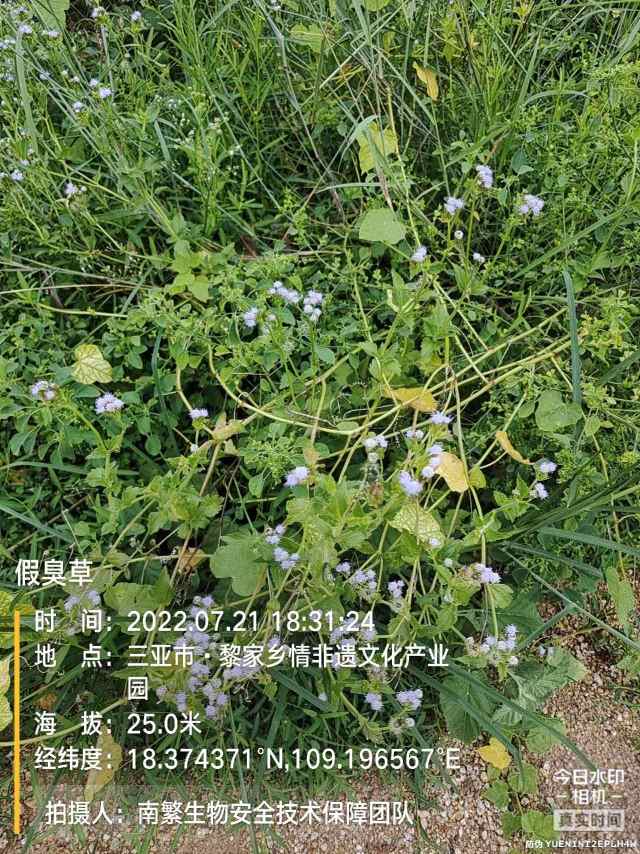 假臭草