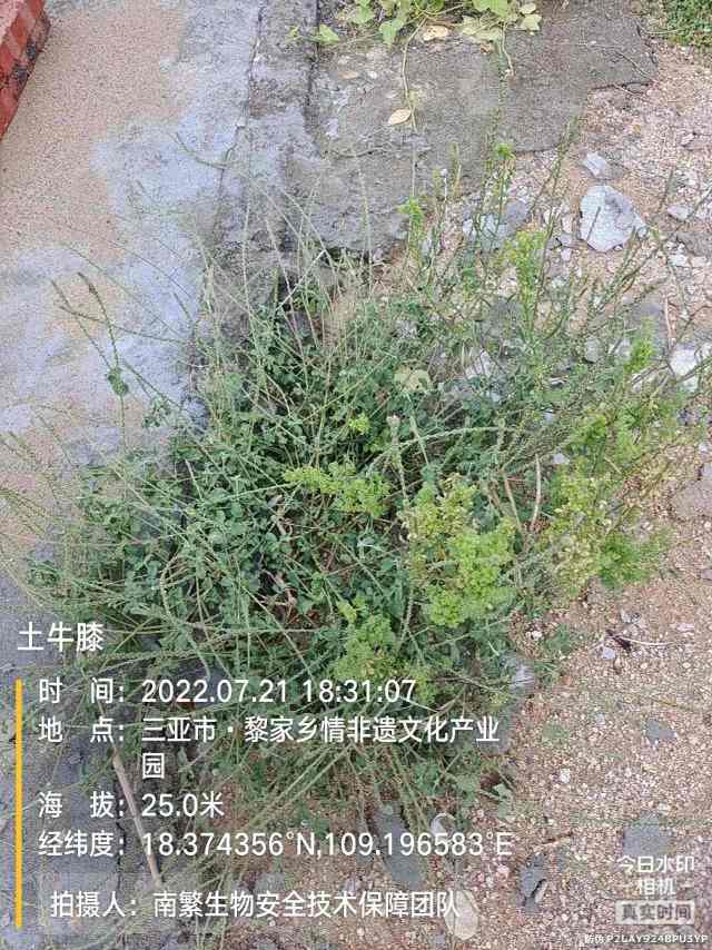 土牛膝