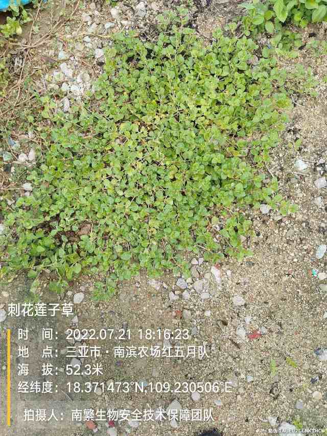刺花莲子草